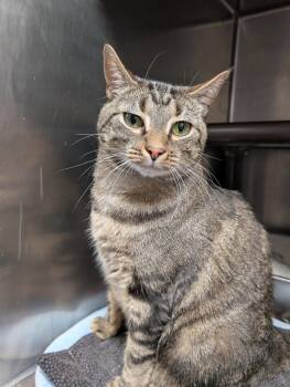 Domestic Short Hair Cats Available for Adoption in Herndon, Virginia - Chikwitin | PetCurious