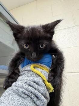 Bobbie -  Domestic Short Hair Cat for Adoption in Wichita, Kansas - Bobbie | PetCurious