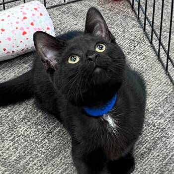Mojo -  Domestic Short Hair Cat for Adoption in Buffalo, New York - Mojo | PetCurious