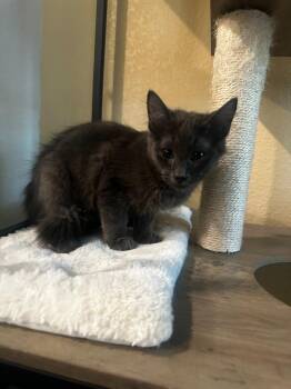 Ash -  Domestic Short Hair Cat for Adoption in San Antonio, Texas - Ash | PetCurious