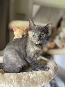Rikki Grippin -  Domestic Short Hair Cat for Adoption in Wilmington Island, Georgia - Rikki Grippin | PetCurious