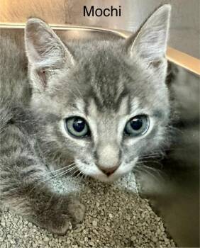 Mochi -  Domestic Short Hair and Tabby Cat for Adoption in St. George, Utah - Mochi | PetCurious