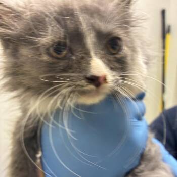 71567 -  Domestic Medium Hair Cat for Adoption in Harrisonburg, Virginia - 71567 | PetCurious