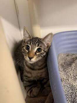 Miss -  Domestic Short Hair Cat for Adoption in Port Jervis, New York - Miss | PetCurious