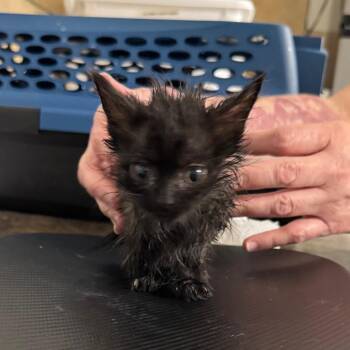 Zubat -  Domestic Medium Hair Cat for Adoption in Eureka Springs, Arkansas - Zubat | PetCurious