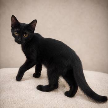 Tyson B -  Domestic Short Hair Cat for Adoption in Miami, Florida - Tyson B | PetCurious