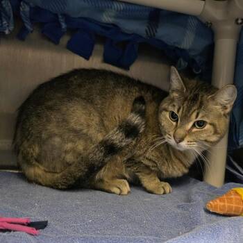 Domestic Short Hair Cats Available for Adoption in Fort Wayne, Indiana - Ash | PetCurious