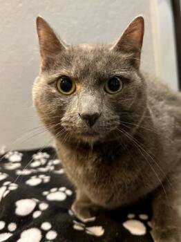Luna -  Domestic Short Hair Cat for Adoption in Wichita, Kansas - Luna | PetCurious