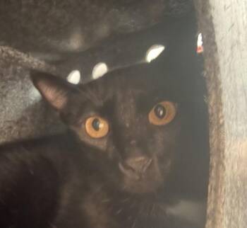 Turkey -  Domestic Short Hair Cat for Adoption in Golden, Colorado - Turkey | PetCurious
