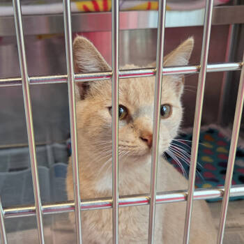 Rescue Domestic Short Hair Cats for Adoption in Chattanooga, Tennessee - Rice Krispie | PetCurious