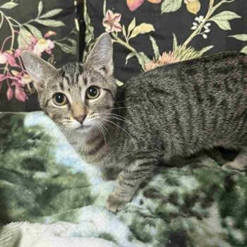 Rescue Domestic Short Hair Cats for Adoption in Beulaville, North Carolina - Shasta | PetCurious