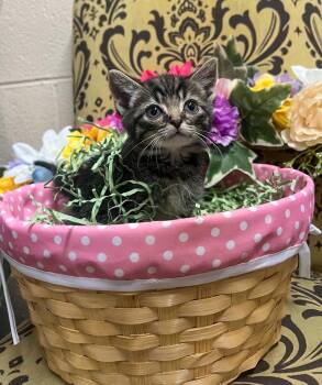 Domestic Short Hair Cats Available for Adoption in Murray, Kentucky - Yogi | PetCurious