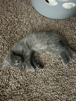 Ash -  Domestic Short Hair Cat for Adoption in Lancaster, California - Ash | PetCurious