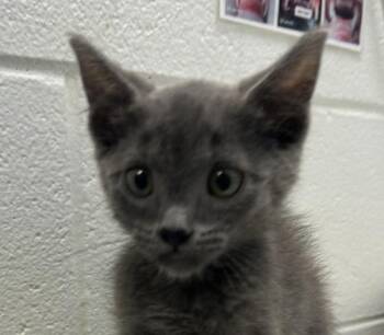 Sarah -  Domestic Short Hair Cat for Adoption in Golden, Colorado - Sarah | PetCurious