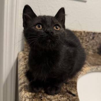 Pooh Bear -  Domestic Short Hair Cat for Adoption in Temecula, California - Pooh Bear | PetCurious