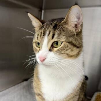 Mackeral -  Domestic Short Hair Cat for Adoption in Atlanta, Georgia - Mackeral | PetCurious