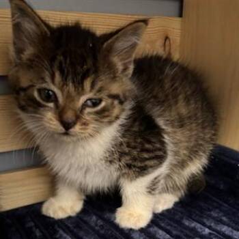 Domestic Medium Hair Cats Available for Adoption in Cumming, Georgia - Marilyn Monroe | PetCurious