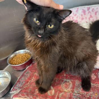 Patrick CM -  Domestic Long Hair Cat for Adoption - Patrick CM | PetCurious