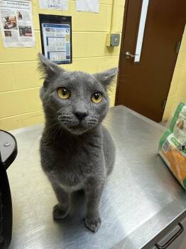 Domestic Short Hair Cats Available for Adoption - SMOKEY | PetCurious