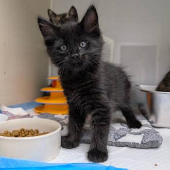 Domestic Medium Hair Cats Available for Adoption in Sunnyvale, California - Comet | PetCurious