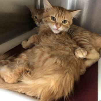 Frenchie -  Domestic Short Hair Cat for Adoption in Oak Park, Illinois - Frenchie | PetCurious
