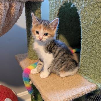 Merryweather -  Domestic Short Hair Cat for Adoption in Woodstock, Virginia - Merryweather | PetCurious