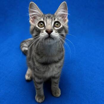 Morris -  Domestic Short Hair Cat Available for Adoption in Riverside, California - Morris | PetCurious
