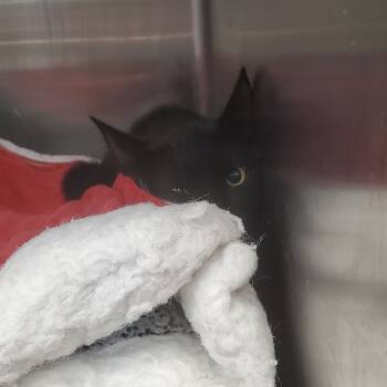 Rescue Domestic Short Hair Cats for Adoption in Port Charlotte, Florida - Tangi | PetCurious