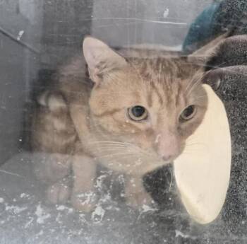Sun -  Domestic Short Hair Cat for Adoption in New York, New York - Sun | PetCurious