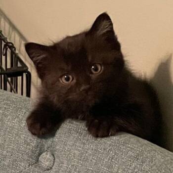 Twiggy C11384 -  Domestic Medium Hair Cat for Adoption - Twiggy C11384 | PetCurious
