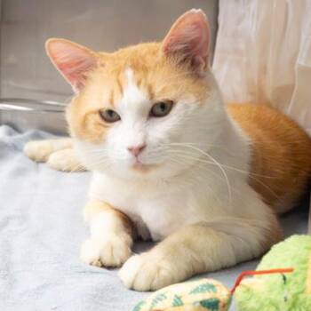Adam -  Domestic Short Hair Cat for Adoption in Largo, Florida - Adam | PetCurious