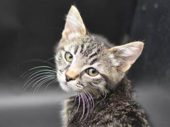 Cloche -  Domestic Short Hair Cat for Adoption in Portland, Oregon - Cloche | PetCurious