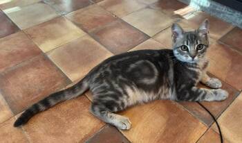 Domestic Short Hair Cats Available for Adoption - Billie Jo | PetCurious