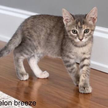 WATERMELLON BREEZE -  Domestic Short Hair Cat for Adoption in Auburn, California - WATERMELLON BREEZE | PetCurious