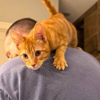 Pico -  Domestic Short Hair Cat for Adoption in Port Neches, Texas - Pico | PetCurious
