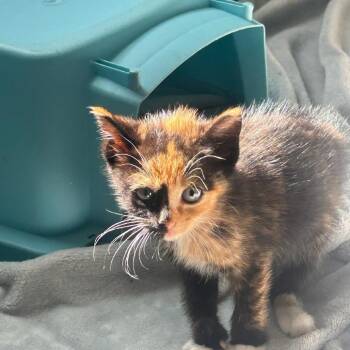 Domestic Medium Hair Cats Available for Adoption in San Pablo, California - Twoface | PetCurious