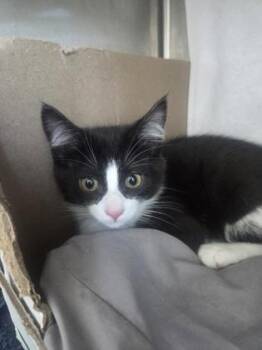 Padfoot -  Domestic Short Hair Cat for Adoption in Westland, Michigan - Padfoot | PetCurious