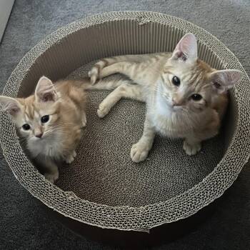 Orange Julius -  Domestic Short Hair Cat for Adoption in Chattanooga, Tennessee - Orange Julius | PetCurious