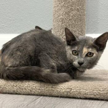Mademoiselle -  Domestic Short Hair Cat for Adoption in Tampa, Florida - Mademoiselle | PetCurious