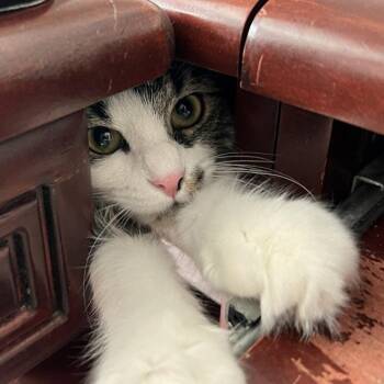 Domestic Medium Hair Cats Available for Adoption in Candler, North Carolina - Seagram | PetCurious