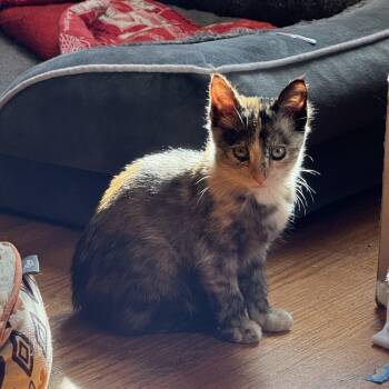 Rescue Tortoiseshell Cats for Adoption in Grand Haven, Michigan - Pumpkin | PetCurious