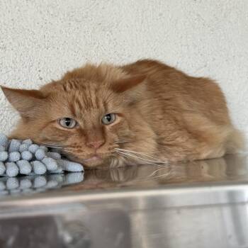Chewie -  Domestic Medium Hair and Maine Coon Cat for Adoption in Denver, Colorado - Chewie | PetCurious