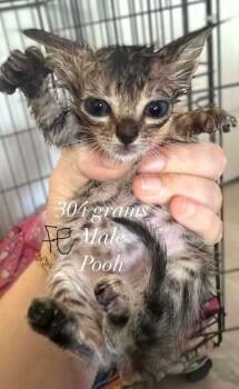 Pooh -  Domestic Short Hair Cat for Adoption in Savannah, Georgia - Pooh | PetCurious