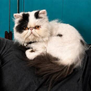 Finley -  Persian Cat for Adoption in Gun Barrel City, Texas - Finley | PetCurious