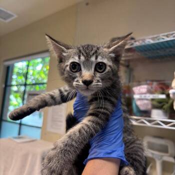 Laguna -  Domestic Short Hair Cat for Adoption in Pasadena, California - Laguna | PetCurious