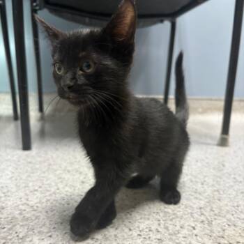 26-323 Banshee -  Domestic Short Hair Cat for Adoption in North Branford, Connecticut - 26-323 Banshee | PetCurious