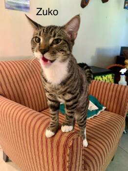 Rescue Tuxedo and Tabby Cats for Adoption in Lucas, Texas - Zuko | PetCurious