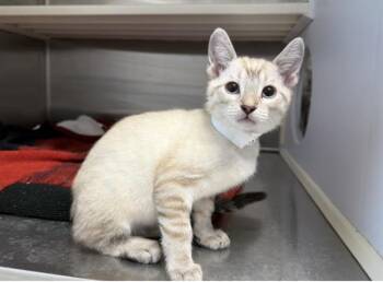 SNOWBALL -  Siamese Cat for Adoption in Tustin, California - SNOWBALL | PetCurious