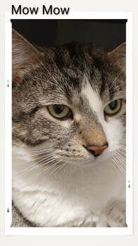 Domestic Short Hair Cats Available for Adoption in Caistor Centre, Ontario - Mow Mow | PetCurious