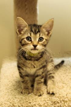 Rescue Domestic Short Hair Cats for Adoption in Urbana, Ohio - Boone | PetCurious